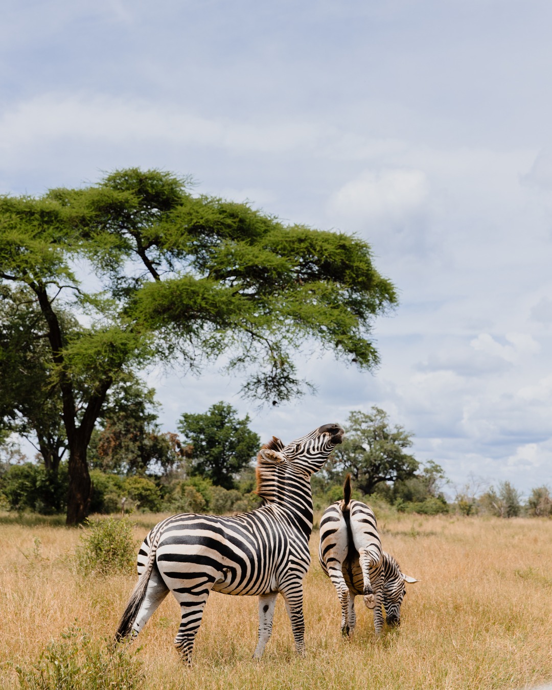 African landscape