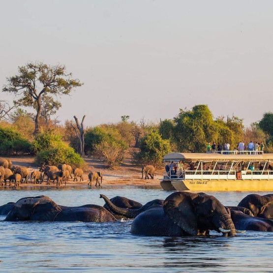 Chobe wildlife