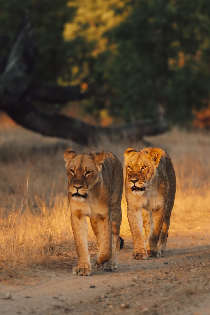 Gonarezhou wildlife