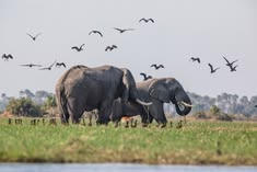 Matusadona wildlife